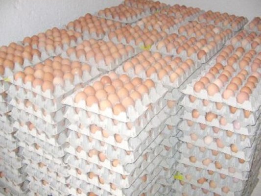 ANSVSA, somată de primarul Năvodariului să declare că ouăle cu cifra 3 sunt bune pentru consum